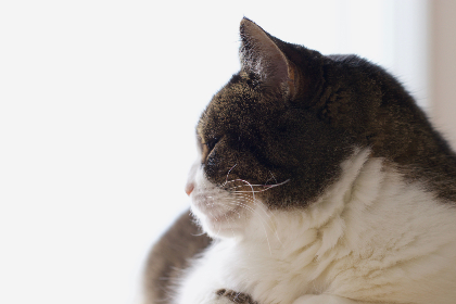 尤物公社官网 尤物公社官网