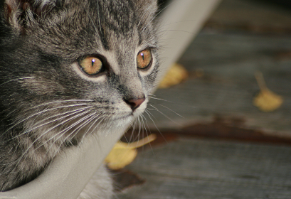 嫂子 在线观看 嫂子 在线观看