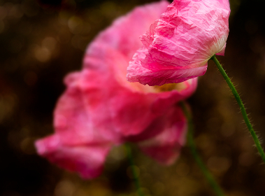 giga女战士 giga女战士