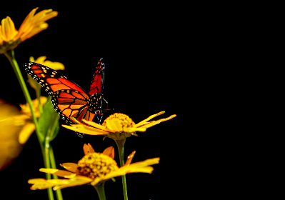 奈菲影视官方下载:畅享高清影视资源,轻松观看热门影片 奈菲影视官方下载:畅享高清影视资源,轻松观看热门影片